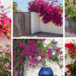 25 amazing ideas for landscaping with bougainvillea