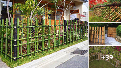 39 Ideas for Bamboo Fence Easy to Build