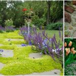 15 Best Walkable Groundcovers That Are Perfect For Your Garden Path