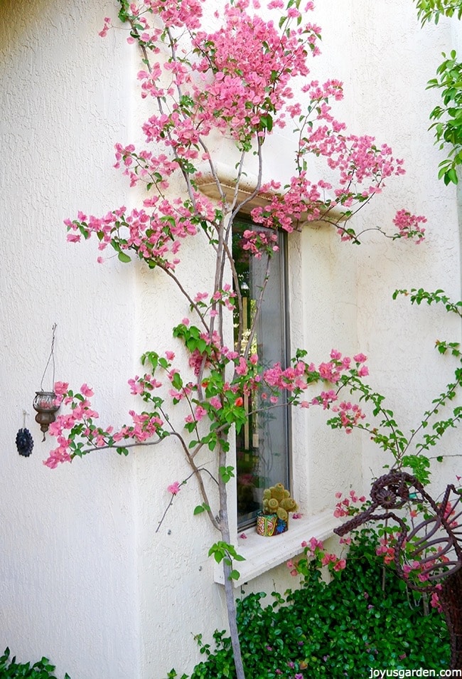 Một cây hoa giấy cao, màu hồng nhạt mọc trên nền một ngôi nhà màu trắng